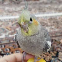 عروس هلندی گمشده