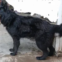 سگ ژرمن بلک