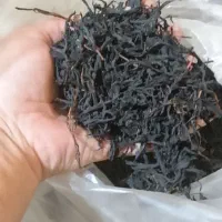 چای دستی بهاره ارگانیک