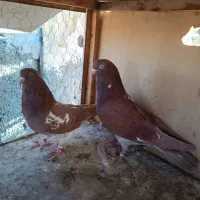 ی جفت کفتر مایه