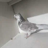 کبوتر|پرنده|کرج, برغان|دیوار