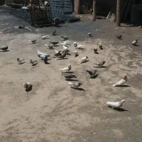 کفتر