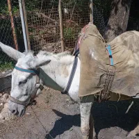 خر الاغ نر