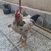 خروس و مرغ محلی