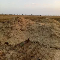 کاه|عمده‌فروشی|میناب, |دیوار