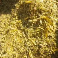 ذرت علوفه ی