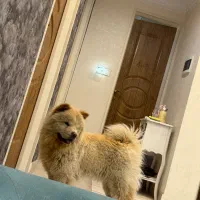سگ چاو چاو 1 سال و3 ماه