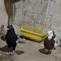 کفتر|پرنده|آشخانه, |دیوار