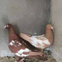 جفت میولمنز اصل و دو جفت شهری