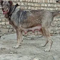 سگ ماده پژدر