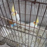 عروس هلندی
