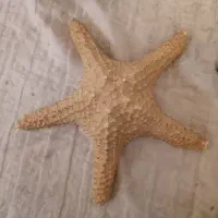 ستاره دریایی طبیعی