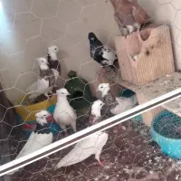 کبوتر طوقی سرخ پرشی سینه ای