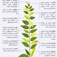 استخدام در گلخانه