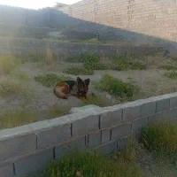 سگ ژرمن شولاین