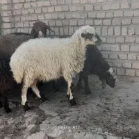بره ماده ۵عدد