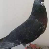 کبوتر