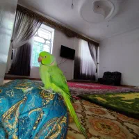 طوطی ملنگو