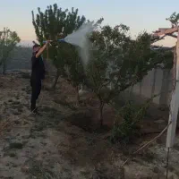 سم پاشی ،باغچه سازی، نهال کاری، هرس کاری ،چوب بری
