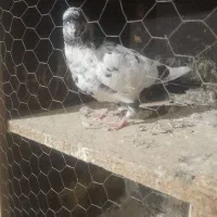 کبوتر