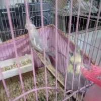 یک جفت عروس هلندی با دوتا جوجه