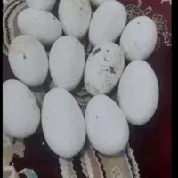 تخم غاز تازه وسالم