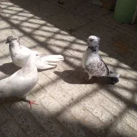 کفتر نر  کله دار ، ماده زردی ، سرور
