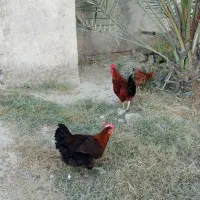 مرغ و خروس جوان