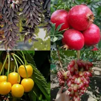 نهال گیلاس خوشه ای