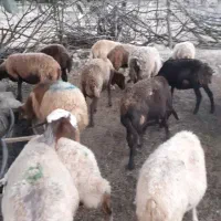 میش داشتی 85 راس