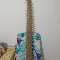 تیغه اره ماهی