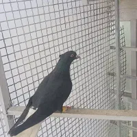 زاغ دم سفید گم شده شهرک معلم