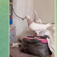 نر ماده سار