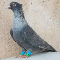 ۲ تا ماده موشی نقره ای  دو کاکله کبوتر