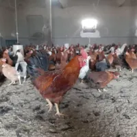 مرغ تخمگذار گلپایگانی