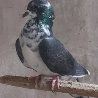 سایر|پرنده|میبد, |دیوار