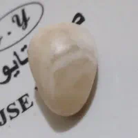 باباقوری سفید اصل