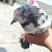 کفتر است گرو