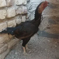مرغ و خروس لاری اصیل
