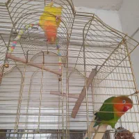 کوتوله برزیلی نیمه دستی