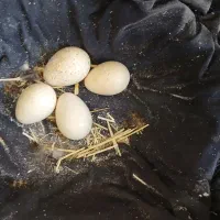 ۴ تخمه بوقلمون