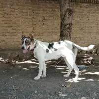 سگ خراسانی