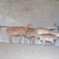 میش چینی و جو تمیز