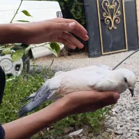 کفتر هم نمونه