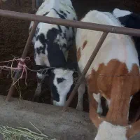 دوراس گوساله ماده سیمینتال وهلشتاین