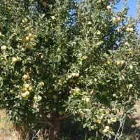 باغ-سیب