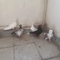 کبوتر