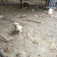 سگ پاکوتاه عروسکی