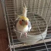 عروس هلندی نر بالغ