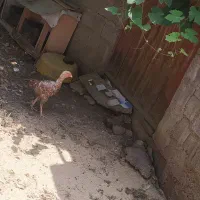 مرغ دورگ